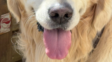 Blick auf die weit aus dem Maul heraushängende Zunge von Golden Retriever Lucky. Foto: Friso Gentsch/dpa