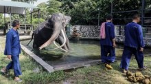 Elefantenpfleger baden einen kranken thailändischen Elefanten namens Sak Surin. Foto: epa/Chamila Karunarathne