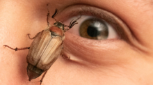Ein Maikäfer krabbelt im Gesicht eines Mannes. Im „Maikäferjahr“ erwarten Experten ein massenhaftes Ausfliegen der Insekten. Foto: Boris Roessler/dpa