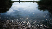 Tote Fische treiben im Wasser der Oder. Foto: epa/Clemens Bilan