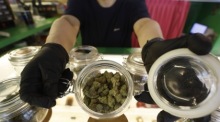 Thailand verschärft die Kontrolle des Cannabismarktes. Die Regierung setzt auf medizinische Nutzung und geht verstärkt gegen Verstöße vor. Foto: epa/Narong Sangnak