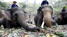 Obstbuffet für die Elefanten des Mae Sa Elephant Camp anlässlich des Nationalen Elefantentags. Foto: epa/Pongmanat Tasiri