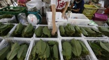 Die wirtschaftliche Nutzung von Kratom gewinnt in Thailand seit der Legalisierung der Pflanze zunehmend an Bedeutung. Foto: epa/Narong Sangnak