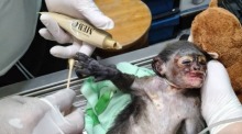 Tierärzte versorgen das schwer verletzte Brillenlanguren-Jungtier im Schutzzentrum in Cha-am. Archivfoto: Hua Hin Sarn News