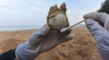 Ein Mitarbeiter entnimmt ein Lederschildkröten-Ei vorsichtig aus dem Sand, um es in einen sicheren Brutbereich umzusetzen. Bild: Department of National Parks, Wildlife and Plant Conservation (DNP)