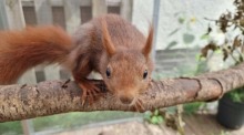 Ein Eichhörnchen im Garten von Mona Gahrib. Die 43-Jährige Umweltreferentin aus Burgdorf bei Hannover ist Eichhörnchen-Retterin. Foto: Fernando Martinez/Tnn/dpa