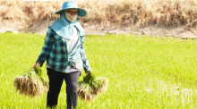 Dank innovativer Anbaumethoden steigern Farmer im Isaan ihr Einkommen und schützen die Umwelt. Fotos: The Nation