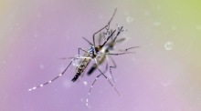 Eine Gelbfiebermücke (Aedes Aegypti). Foto: epa/Boris Roessler
