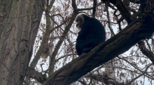 Der aus dem Zoo Leipzig gestohlene Bartaffe Ruma sitzt in einem Baum nahe eines Mehrfamilienhauses im südlichen Stadtteil Reudnitz. Foto: Zoo Leipzig/dpa