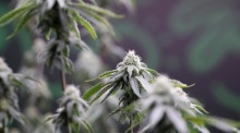 Die Cannabispolitik der Regierung steht im Parlament erneut im Mittelpunkt der Debatte. Die Opposition kritisiert fehlende Kontrollen und illegale Exporte. Foto: epa/Rungroj Yongrit