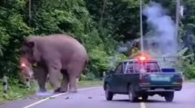 Nach dem umstrittenen Einsatz gegen den Wildelefanten Plai Salika fordern mehrere Tierschutzorganisationen eine umfassende Untersuchung. Bild: Screenshot