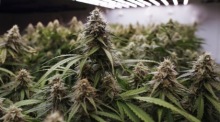Lizenzierte Cannabis-Anbaubetriebe in Thailand werden künftig deutlich strenger kontrolliert. Foto: epa/Rungroj Yongrit
