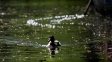 Eine Ente schwimmt auf einem Kanal im Spreewalddorf Lehde. Die Region südlich von Berlin ist seit 1991 UNESCO-Biosphärenreservat. Foto: Filip Singer/epa