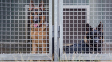 Zwei Schäferhunde blicken im Tierheim Böblingen aus ihrem Zwinger. Eine Kostenwelle bringt manches Tierheim in Existenznot. Foto: Christoph Schmidt/dpa