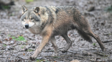 Ein Wolf läuft durch ein Gehege. Foto: Bernd Weißbrod/dpa