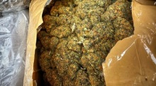 Geöffnetes Cannabis-Paket. Foto: Zollfahndungsamt Hannover