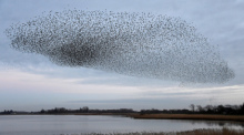 Tausende von Staren fliegen in einem Schwarm über die Wiesen am Ruttebüller See im deutsch-dänischen Grenzebiet. Foto: Carsten Rehder/dpa