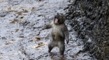 Makakenbaby Punch findet im Zoo langsam Anschluss an seine Gruppe. Das Tier wurde mit einem Plüsch-Orang-Utan aufgezogen und wird zunehmend selbstständiger. Foto: epa/Franck Robichon