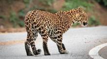 Der seltene Leopard überquert eine Straße im Nationalpark Kaeng Krachan in der Provinz Phetchaburi. Bild: Kittipong Ngamjling, Department of National Parks, Wildlife and Plant Conservation (DNP)