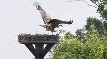 Ein Gänsegeier kreist über einem Storchennest in der Region Hannover, nachdem er die Altvögel vertrieben und deren Nachwuchs angegriffen hatte. Foto: dpa/Julian Stratenschulte