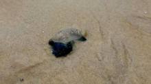 Eine Portugiesische Galeere liegt am Strand. Selbst angespülte oder bereits abgestorbene Exemplare können mit ihren Tentakeln noch schmerzhafte Verletzungen verursachen. Bild: Newshawk Phuket