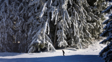 Ein Skifahrer fährt im Skigebiet Söllereck an mit Schnee und Eis überzogenen Bäumen vorbei. Foto: Karl-Josef Hildenbrand/dpa