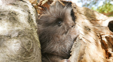 Ein Baumstachler-Jungtier ist im Zoo Hoyerswerda auf die Welt gekommen. Foto: Stefanie Jürß/Zoo, Kultur Und Bildung Hoyerswerda Ggmbh /dpa