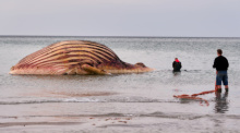 Der tote Buckelwal „Timmy“ liegt aufgebläht vor der dänischen Insel Anholt, während die Bergung vorbereitet wird. Foto: Marcus Golejewski/dpa
