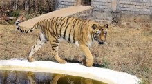 Undatiertes Archivfoto eines Tigers, der sich in einem Teich im Van-Vihar-Nationalpark in Bhopal abkühlt. Foto: epa/Sanjeev Gupta Datei-foto