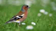 Ein männlicher Buchfink (Fringilla coelebs) sitzt auf einer Wiese. Foto: Felix Kästle/dpa