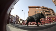 Teilnehmer rennen beim traditionellen Stierlauf „Pamplona Chica“ durch San Sebastián de los Reyes nahe Madrid. Foto: EPA/Sergio Perez