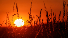 Die Sonne geht hinter Gräsern auf. Für den Tag sind für die Region Temperaturen von über 30 Grad vorhergesagt. Foto: Thomas Warnack/dpa
