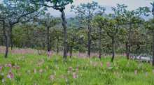 Die weitläufigen Blütenfelder der Dok Krachiao stehen derzeit in voller Blüte und zählen zu den eindrucksvollsten Naturattraktionen der Regenzeit in Thailand. Foto: The Transport Co