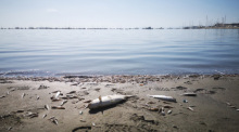 Tote Fische liegen am Strand am Mar Menor. Europas größte Salzwasserlagune im Südosten des Landes steht Experten und Anwohnern zufolge vor dem Kollaps. Foto: Ecologistas En Accion