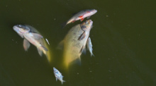 Tote Fische treiben im Wasser des deutsch-polnischen Grenzflusses Oder im Nationalpark Unteres Odertal nördlich der Stadt Schwedt. Foto: Patrick Pleul/dpa