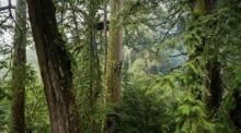 Ein Baumkletterer hängt an einem gewaltigen Taiwania-Baum in Taiwan, der zu den höchsten Bäumen der Insel zählt. Foto: Steven Pearce/Taiwan Forestry Research Institute/eurekalert/dpa