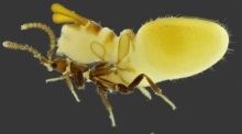 Forscher haben in Australien diesen Käfer entdeckt, der sich mit Hilfe einer Termiten-Attrappe auf dem Rücken von echten Termiten füttern lässt. Foto: Bruno Zilberman/-/dpa