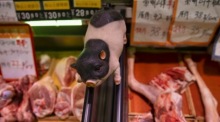 Ein Schweinemodell wirbt auf einem Markt in Shanghai für Fleischprodukte. Sinkende Schweinefleischpreise beeinflussten Chinas Inflationsentwicklung. Foto: epa/Alex Plavevski