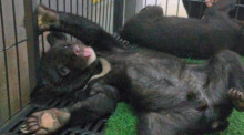 Die geretteten Asiatischen Schwarzbären "Armee" und "Moei" beginnen ein neues Leben in der Huai Kha Khaeng-Aufzuchtstation, die Hoffnung für bedrohte Arten bietet. Screen: Thai PBS