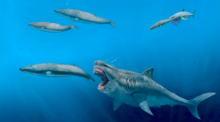 So stellen sich Forschende vor, wie der Megalodon wohl durch das Meer schwamm. Er war der größte Hai aller Zeiten. Foto: Juan Jose Giraldo/dpa