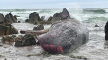 Wenigstens 14 tote Pottwale bei King Island in Australien. Foto: epa/Ministerium Für Natürliche Ressourcen