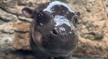 Das neugeborene Zwergflusspferd „Moo Daeng“ blickt neugierig in die Kamera und gehört zu den jüngsten Attraktionen des Zoos. Foto: Nakhon Ratchasima Zoo