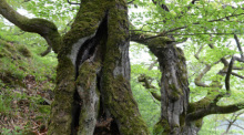 150 Jahre alte Rotbuchen stehen im Nationalpark Kellerwald-Edersee bei Bringhausen (Hessen) am Steilhang über dem Edersee. Foto: Uwe Zucchi/dpa