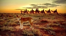 Dieses undatierte und von Silverton Outback Camels zur Verfügung gestellte Foto zeigt einen Dingo und im Hintergrund eine Kameltour. Foto: Petah Devine/Silverton Outback Camels/dpa