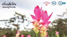 Dok Kra Jiao, eine Art Kurkuma, ist eine einjährige Pflanze aus der gleichen Gattung wie Ingwer-Gallant. Fotos: Tourism Authority of Thailand