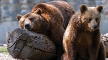Ein männlicher Braunbär liegt neben seiner Partnerin auf einem Baumstamm. Foto: epa/Sebastian Tataru