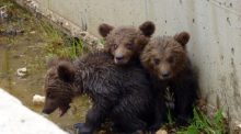 Im äußersten Nordwesten Griechenlands wurden drei kleine Bären mit einer dramatischen Rettungsaktion aus einem Bewässerungskanal von Tierschützern herausgeholt. Foto: Arcturos/dpa