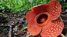 Rafflesia kemumu im Regenwald von Sumatra. Rafflesien sind ein Wunderwerk der Natur und gelten als die größten und übelriechendsten Blumen der Welt. Foto: Chris Thorogood/dpa