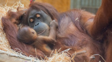 Orang-Utan-Weibchen Suma hält ihren Nachwuchs im Arm. Geboren wurde die noch namenlose Tochter bereits am 21. Juli. Foto: Marcel Stawinoga/Stadt Dortmund/dpa