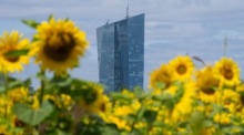 Die Zentrale der Europäischen Zentralbank in Frankfurt ist vor Sonnenblumen nach der Ratssitzung der EZB zu sehen. Foto: EPA/Matias Basualdo